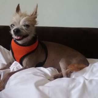 small dog with orange harness lying on bed