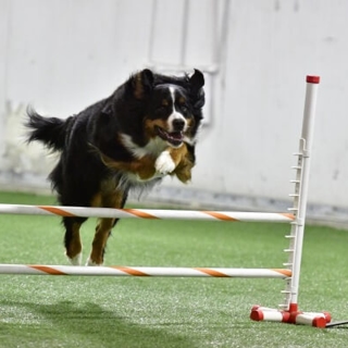 brown and white dog jumping over a hurdle