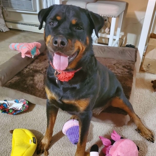 smiling black and brown dog sitting on its bed surrounded by dog toys