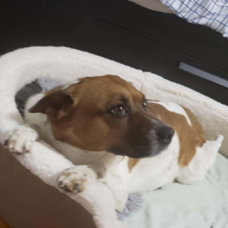 brown and white dog lying on its bed