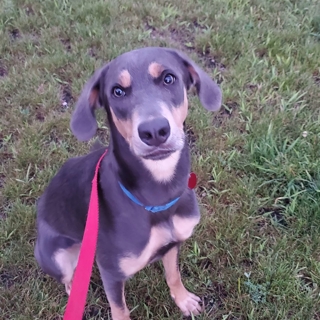 gray and brown dog on a red leash sitting on grass