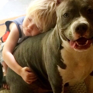small blond child hugging a large gray pit bull