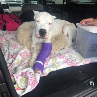white dog with a purple cast on its front leg