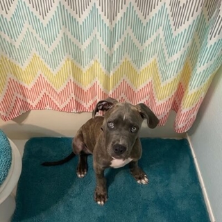 black brown dog sitting on bath mat in front of a shower