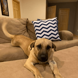 large tan dog lying on couch