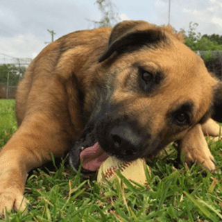 tan dog lying on grass with a baseball in its mouth