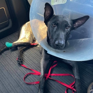 black dog in a car with a cone around its neck