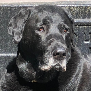 close-up of a large black Labrador retriever