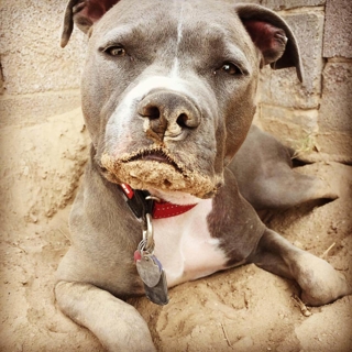closeup of a blue pit bull with sand on its snout