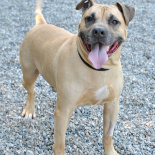smiling brown dog standing on gravel
