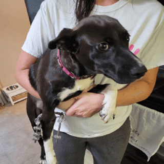 medium sized black and white dog being held by a woman