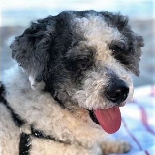 gray and black curly haired dog