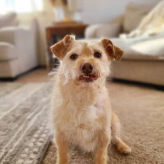 small tan dog with an underbite