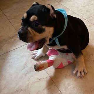small black and brown puppy with its hind leg in a cast
