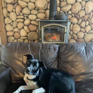 black and white dog lying on a couch next to a furnace