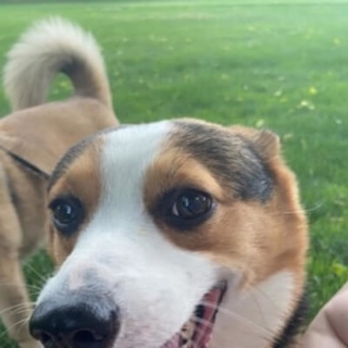 closeup of a tan and white dog