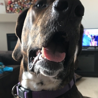brown dog with white spots with its tongue out
