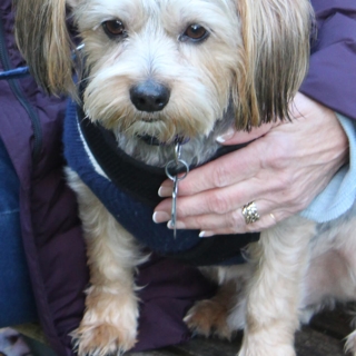 small white dog with its owner's hand on its chest