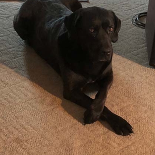 dark lab laying on ground indoors