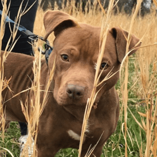 brown dog looking through wheat in a field