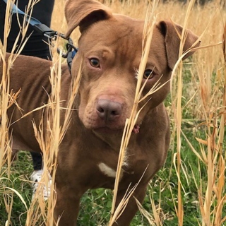 pit bull standing in tall grass