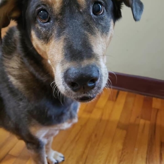 closeup of a brown and tan dog