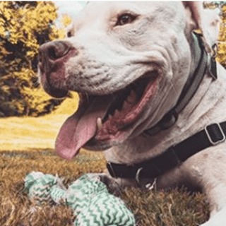 closeup of white dog lying on grass