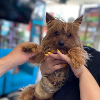 small yorkie with long hair being held