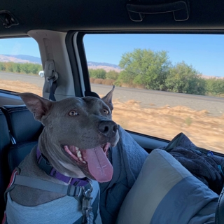 gray dog with its tongue out sitting in a car