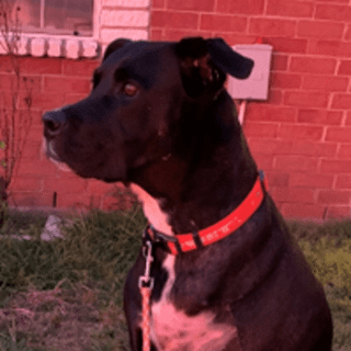 black dog looking in the distance standing in front of a brick wall