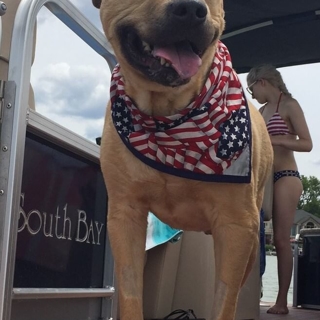 tan dog wearing an American flag bandana