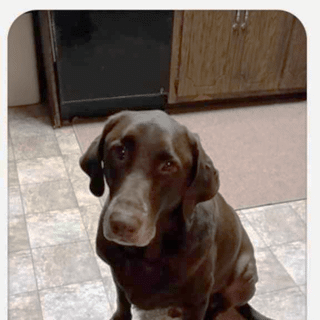 large brown dog looking at the camera