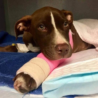 brown dog lying down with a cast on its front leg