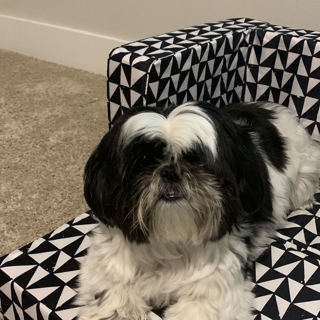 long haired black and white dog lying on dog bed