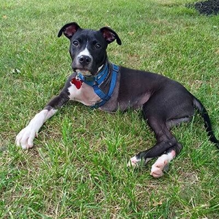 black three-legged dog lying on grass
