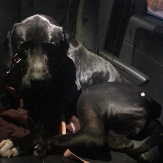 large gray dog sitting in car