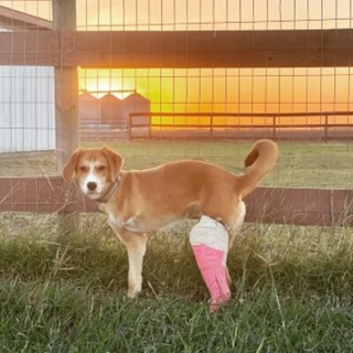 tan dog in a yard with a pink cast on its hind leg