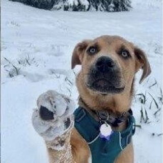 tan dog with its paw up in the snow