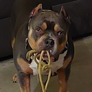brown and tan dog with a leash in its mouth
