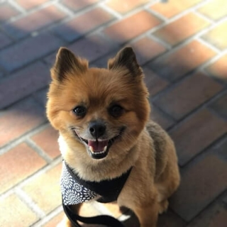 small furry dog smiling at the camera