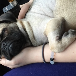 small pug sleeping in a person's arms