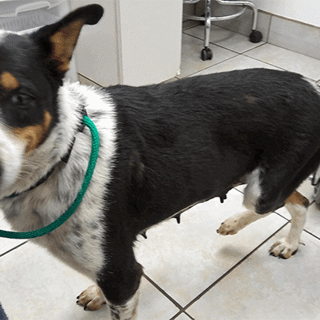 black and white dog with a green leash