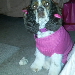 cocker spaniel wearing a pink sweater with pink bows on its ears