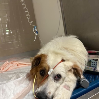 white dog with brown spots on its face lying down at the vet