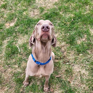gray brown dog with a blue collar sitting on grass