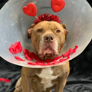 pit bull with cone on neck and valentines headband on