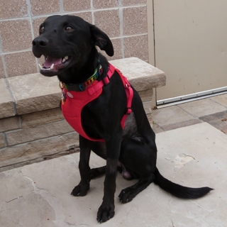 black dog wearing red harness