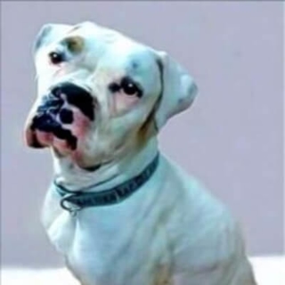 white dog with black spots on its snout