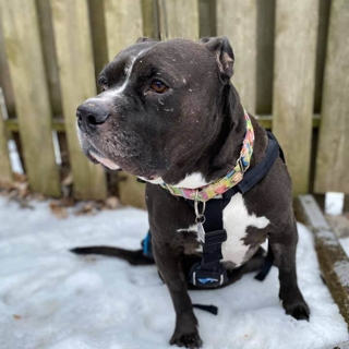 black pit bull sitting on snow