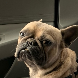angry looking French bulldog sitting in a car